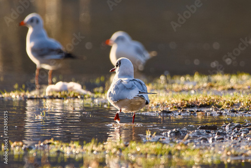 seagull on the shore