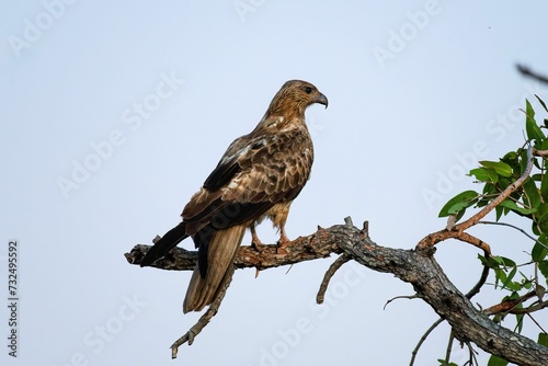 Majestic Long-legged Buzzard perched atop a leafy tree branch, surveying its surroundings