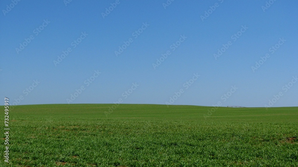 Scenic view of a field of green grass under a cloudless blue sky