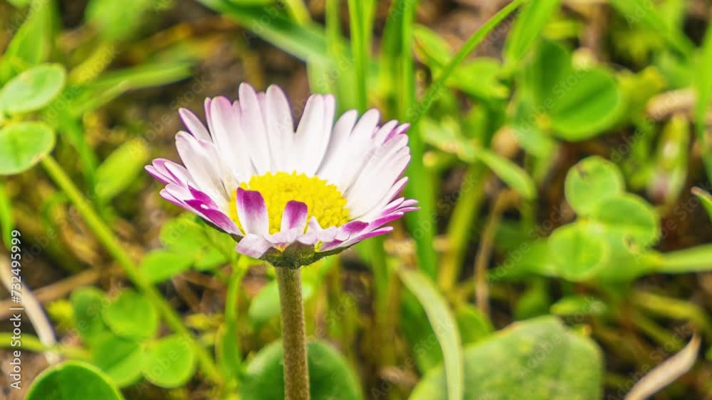 Close-up of white daisy flower Bellis perennis blooming in green spring nature Time lapse background