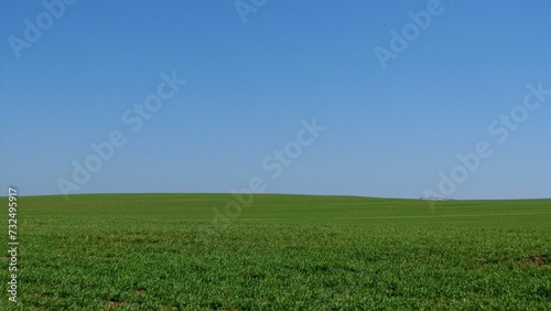 Scenic view of a field of green grass under a cloudless blue sky
