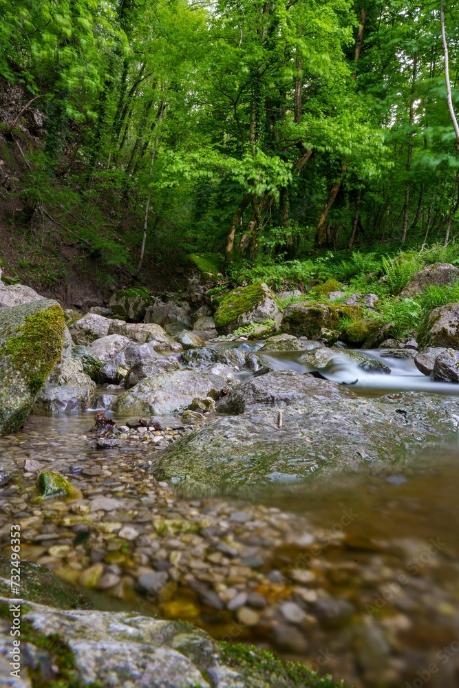 Vertical of a river flowing through a green forest Vertical of a river flowing through a green forest