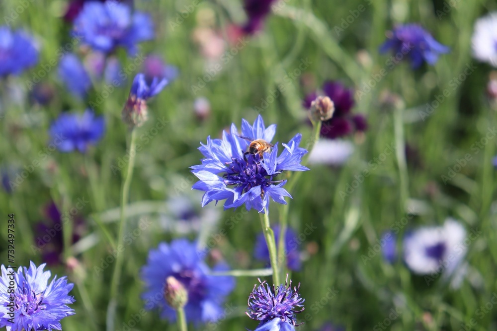 Macro view of a bee collecting nectar form vibrant purple flower in a garden Macro view of a bee collecting nectar form vibrant purple flower in a garden