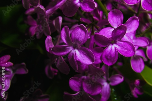 Close up of purple lilac flowers