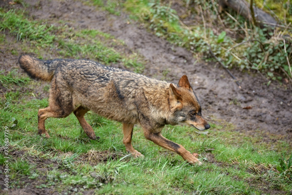 Closeup of a jackal standing majestically in its enclosed habitat in a zoo Closeup of a jackal standing majestically in its enclosed habitat in a zoo