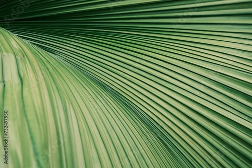 Quadro su tela Closeup of green plant leaves' texture