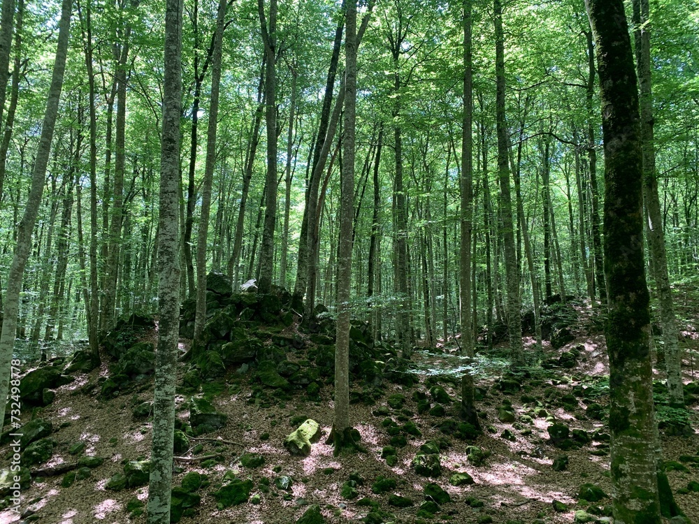 Scenic view of a forest path, featuring a variety of tall trees and rocks