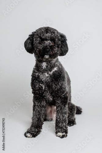 Vertical closeup of a cute fluffy gray poodle sitting on a white background