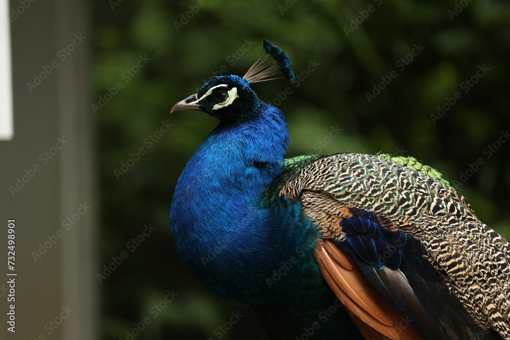 Fototapeta premium Close-up of a vibrant peacock with striking blue and green plumage