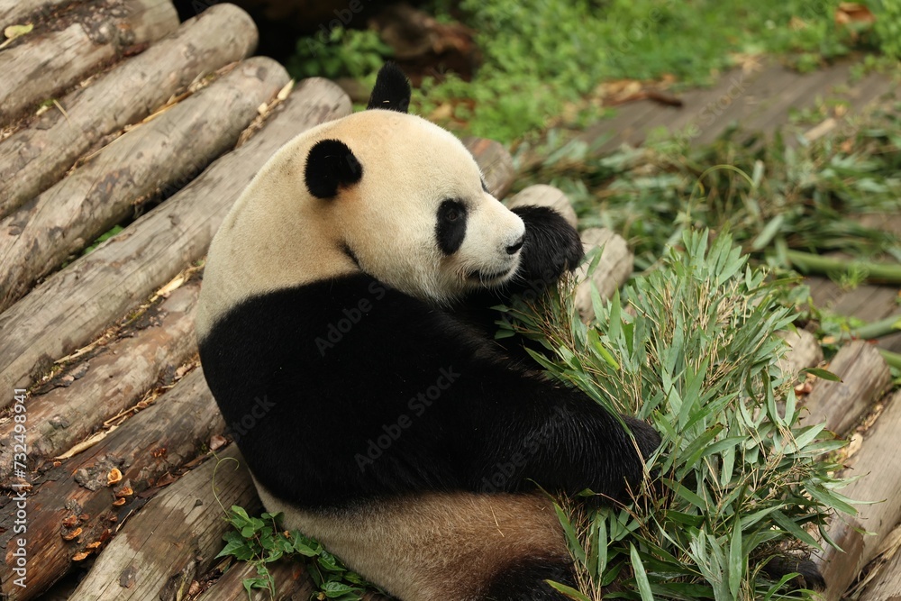 Panda bear enjoying a meal of freshly picked leaves