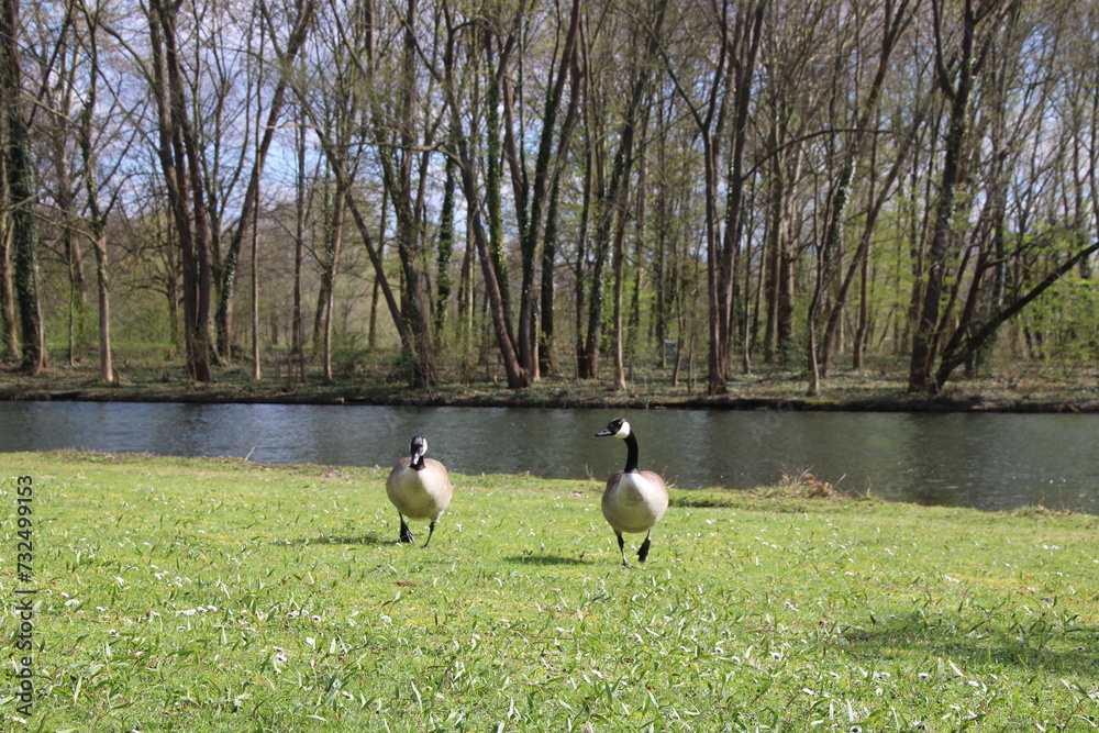 Fototapeta premium country goose on a pond