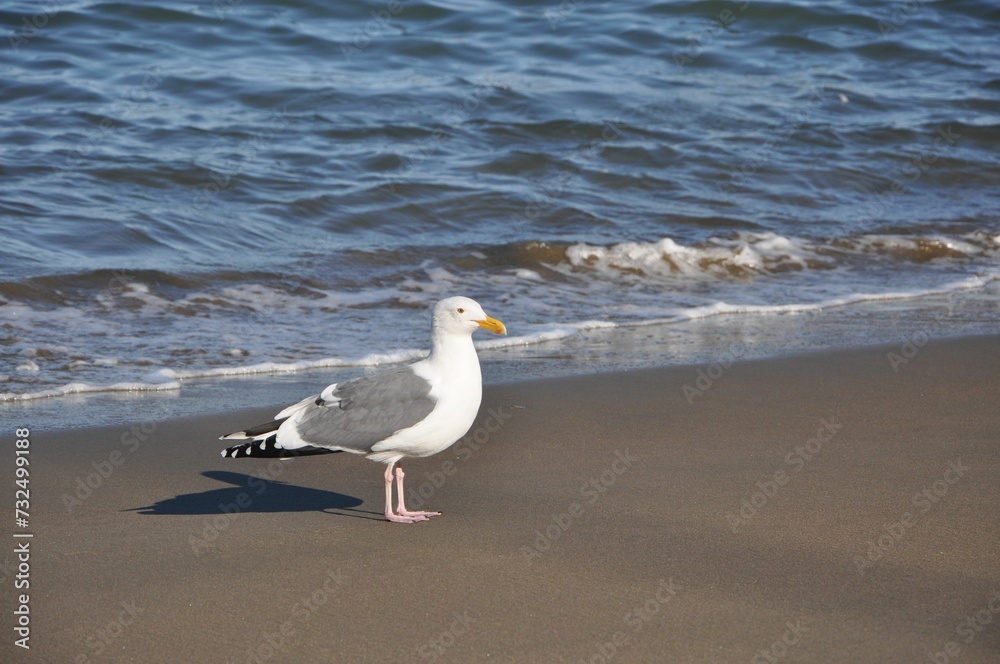 Seagull perched on a sandy beach.