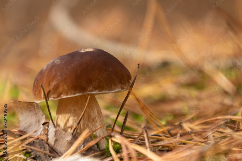 Fototapeta premium Closeup shot of a boletus mushroom in the forest.