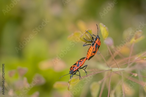 Eurydema ornata bugs mating on a Capsella bursa-pastoris plant photo