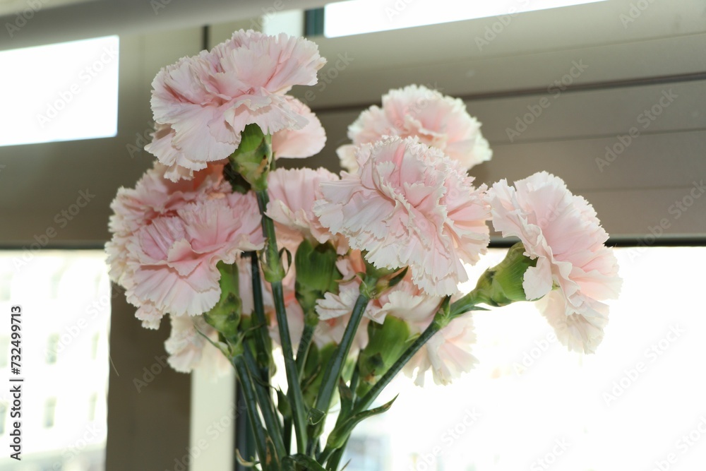 Closeup of Carnations arranged in a vase near the transparent window