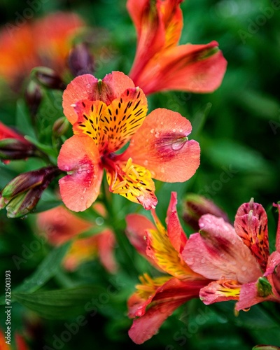 Vibrant arrangement of Alstroemeria flowers blooming in harmony