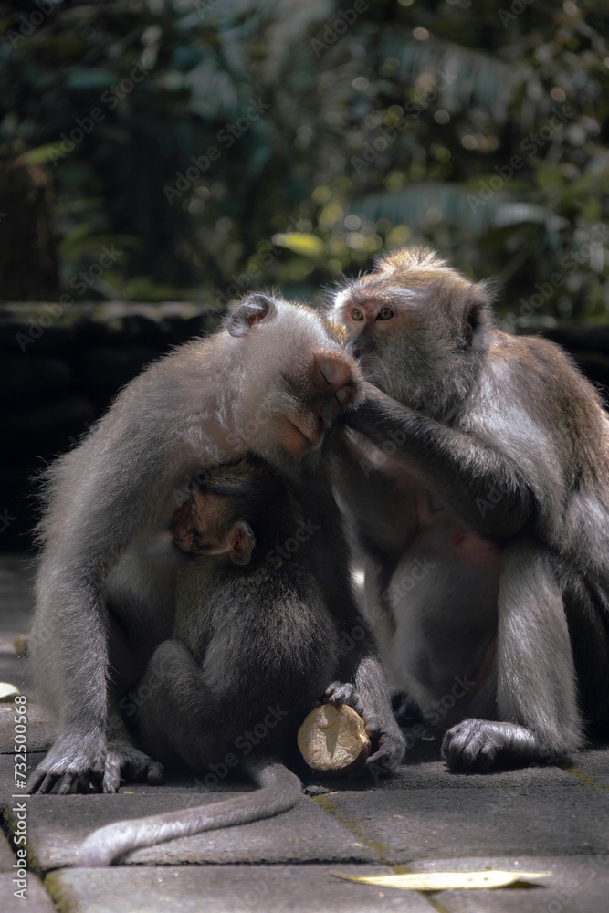 Macaques sitting on a stone floor surrounded by trees