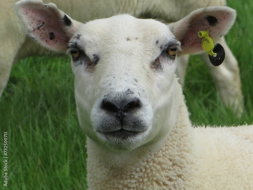 Obraz premium Close-up of a white Texel sheep in a lush green grassy meadow