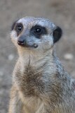 Curious juvenile meerkat stands on its hind legs, surveying its environment