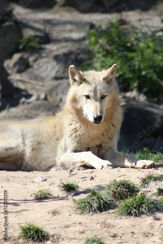 a big wolf that is laying down near some grass and rocks