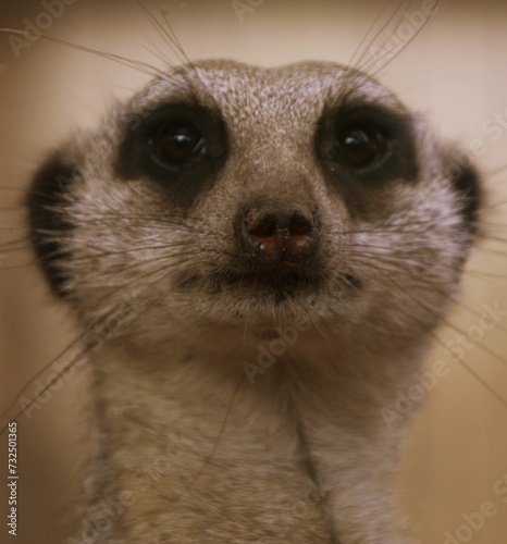 Close-up of an adorable meerkat with an elongated neck and rounded ears photo