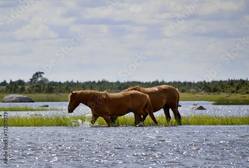 Portrait of two beautiful horses in a lush meadow drinking water from a pond