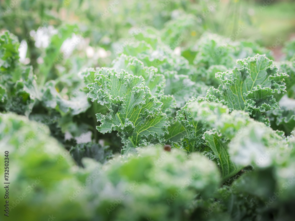 Closeup of a green organic kale. curly leaves Kale. Green salad leaves. Closeup of a green organic kale. curly leaves Kale. Green salad leaves.