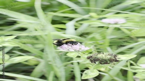 Bombus lucorum on a red clover flower and green keaves in the garden photo