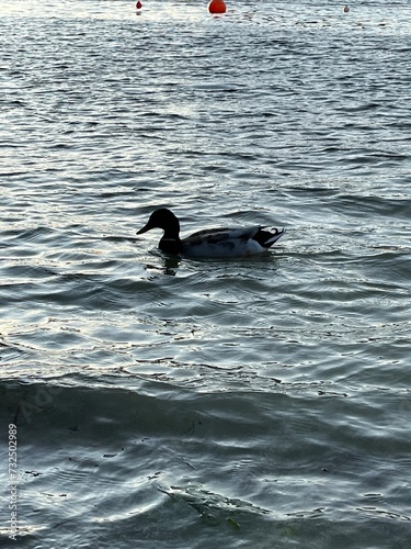 ducks on the lake © Mentall Wellness
