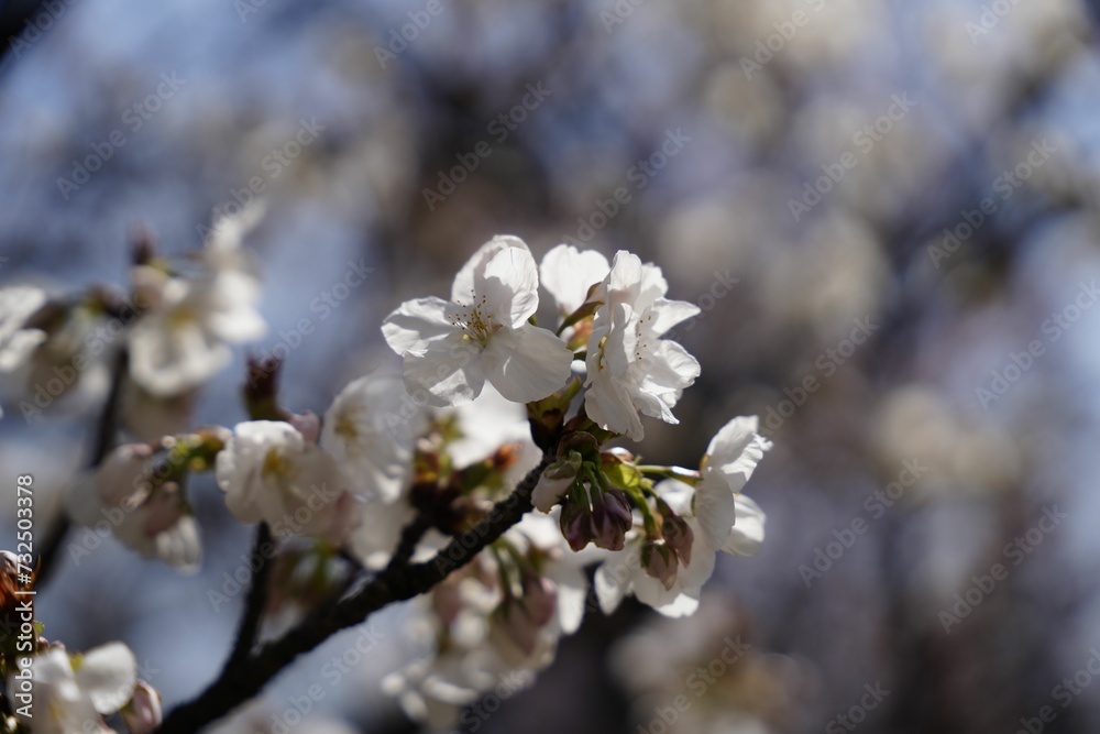 Branch of springtime white flowers against a blurry background. Branch of springtime white flowers against a blurry background.
