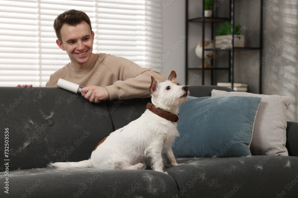 Pet shedding. Smiling man with lint roller removing dog's hair from sofa at home Pet shedding. Smiling man with lint roller removing dog's hair from sofa at home