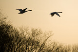 Black silhouettes of two swans flying over trees at sunset