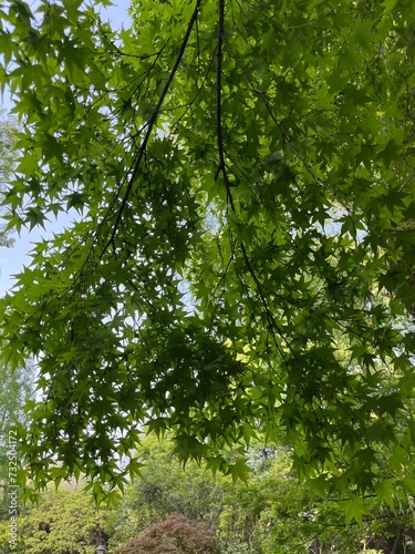 Japanese maple tree branch with lush green foliage.