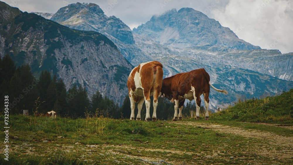 Cows peacefully grazing on a lush grassy area with a stunning mountain backdrop