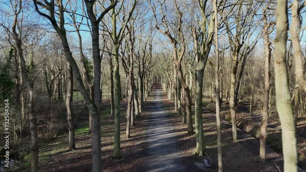 beautiful large avenue in a forest mildenburgbos in holland beautiful large avenue in a forest mildenburgbos in holland