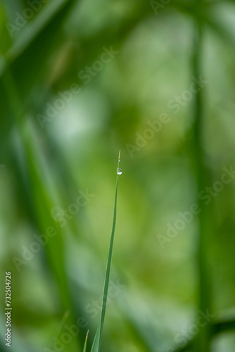 A small, solitary dew water drop at the end of the stem of a green grass on light green background with bokeh. Artistic image of the beauty and purity of the environment.