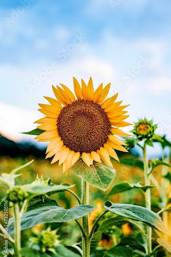 Vertical closeup of a sunflower growing in a field