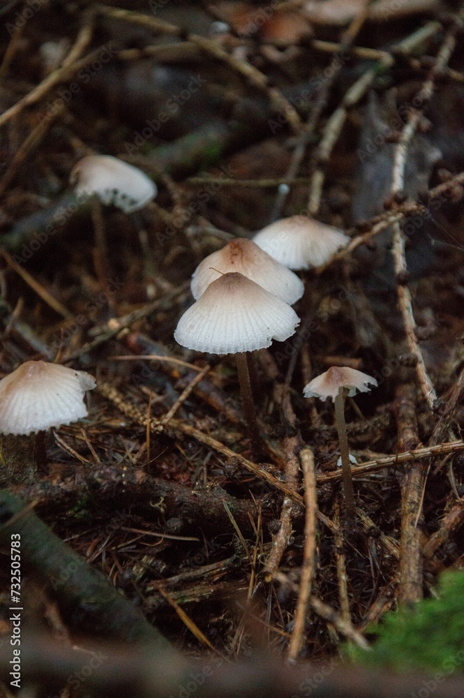 Vertical closeup of mushroom growing in a forest Vertical closeup of mushroom growing in a forest