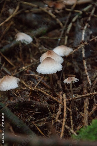 Vertical closeup of mushroom growing in a forest