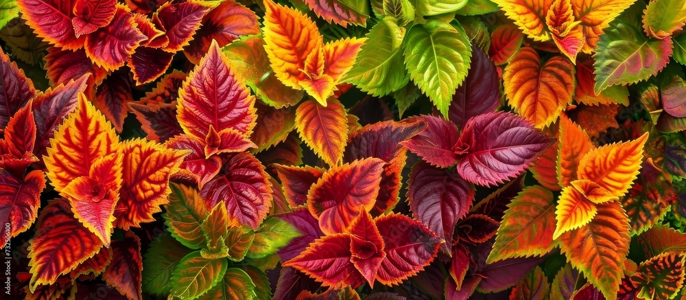 A close-up of colorful leaves on a flowering plant, showcasing its vibrant petals and botanical beauty. A close-up of colorful leaves on a flowering plant, showcasing its vibrant petals and botanical beauty.