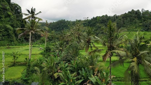 Wallpaper Mural Drone landscape of Tegalalang rice field in Bali. Torontodigital.ca