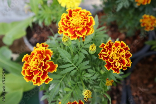 yellow and orange flowers in the garden