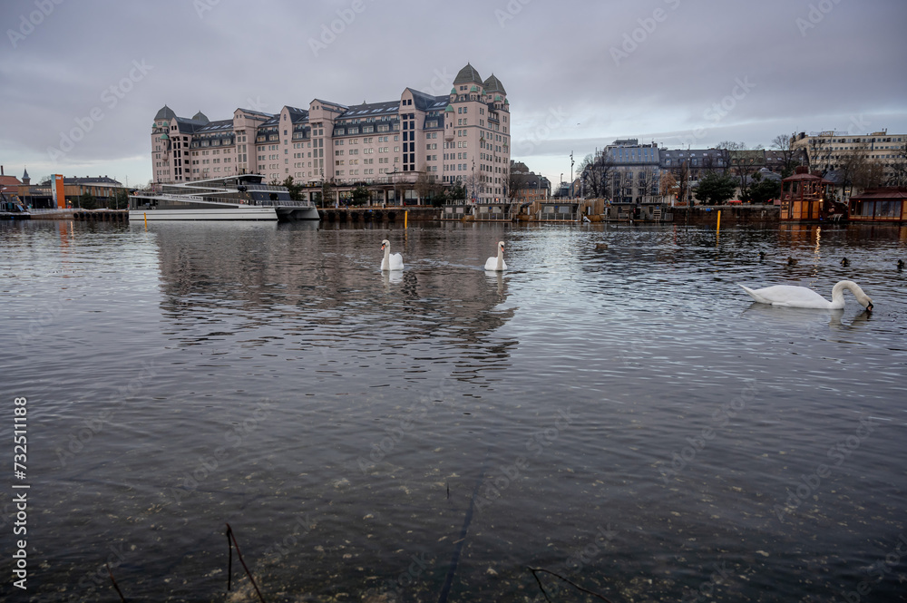 Fototapeta premium Swan sailing on the sea, with Oslo cityscape