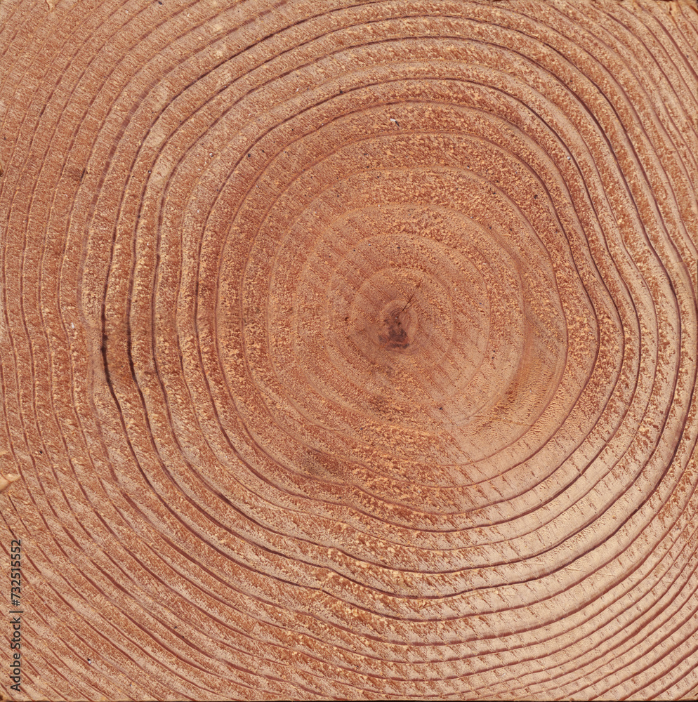 Naklejka premium 木の年輪_01