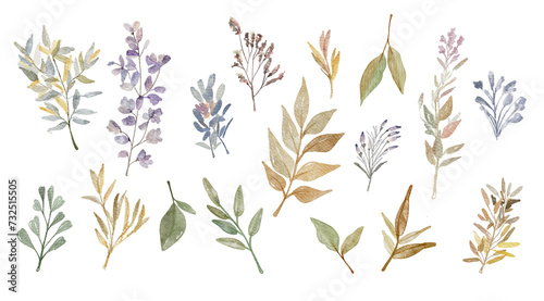 Set watercolor elements - wildflowers, herbs, leaf. collection garden and wild, forest herb, flowers, branches. illustration isolated on white background, exotic leaf. Botanic