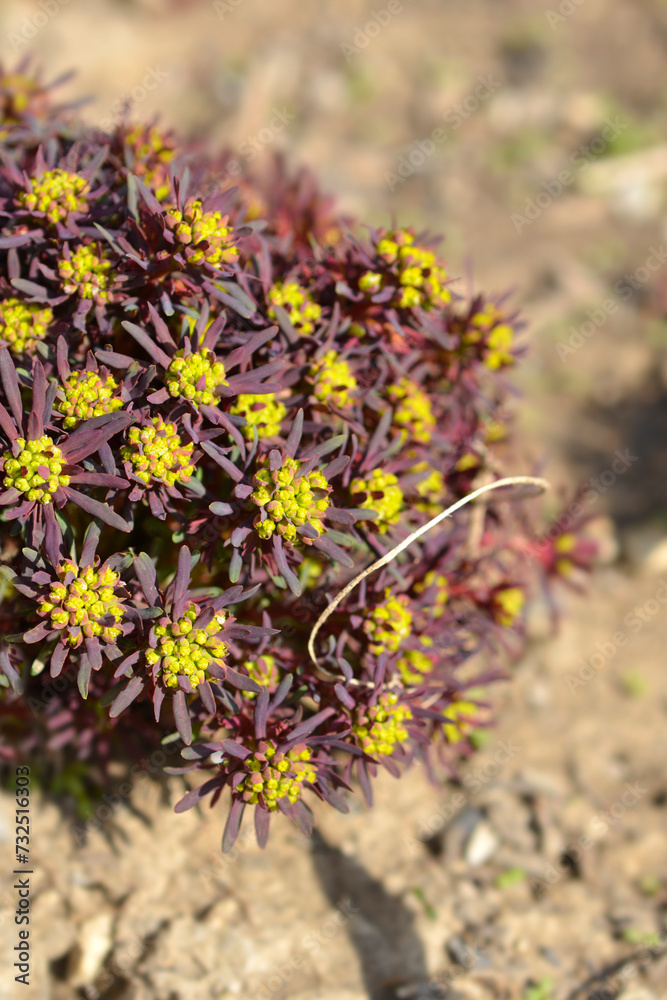 Cypress Spurge Fens Ruby flowers Cypress Spurge Fens Ruby flowers