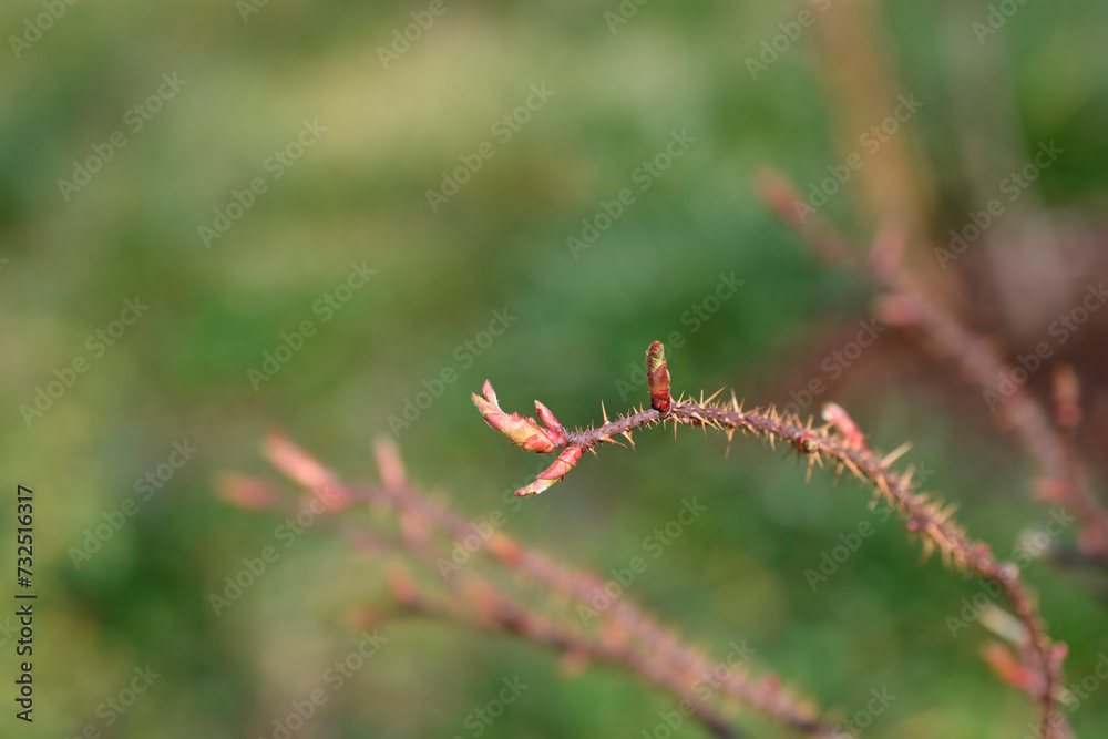 Rose Claus Groth banch with new leaves Rose Claus Groth banch with new leaves