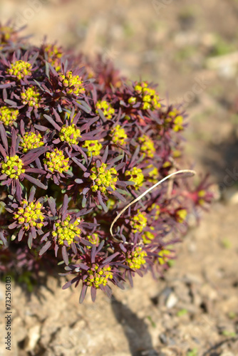 Cypress Spurge Fens Ruby flowers