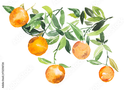 Tangerine taste or aroma concept painting.Watercolor hand painted tangerines isolated on white background.