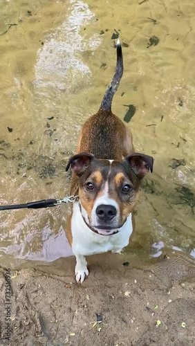 A mixed breed dog stands in a river